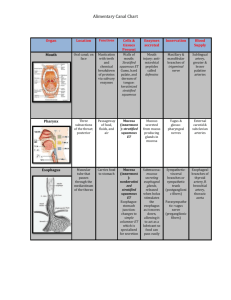 S14 Alimentary Canal and Accessory Organ Chart