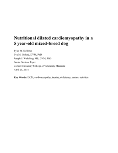 Nutritional dilated cardiomyopathy in a 5 year-old mixed
