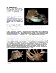An introduction A cuttlefish, a coleoid cephalopod, moves primarily