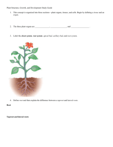 Plant Structure, Growth, and Development Study Guide This concept