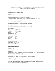 TOEPRINTING FOLLOWING TRANSLATION IN NEB