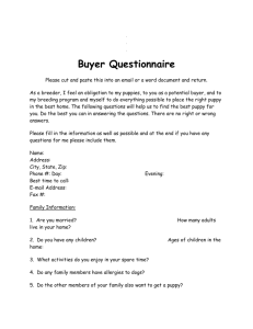 Buyer questionnaire - Everwind Saints and Beagles