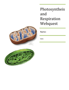 Photosyntheis and Respiration Webquest