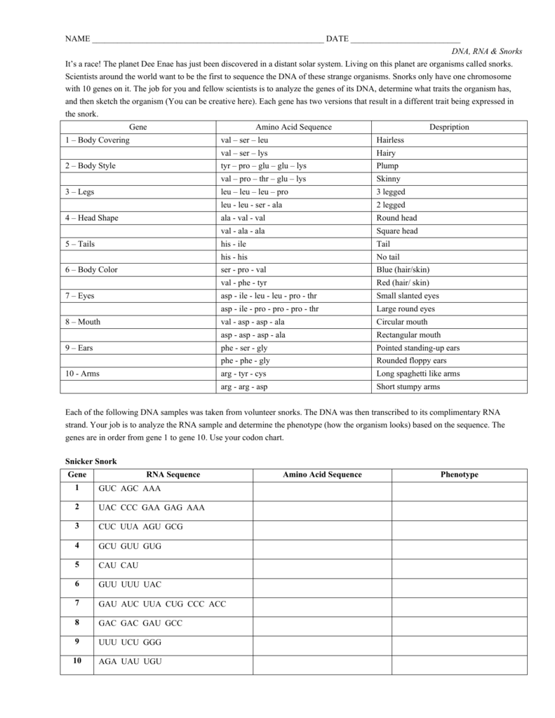Dna Rna And Snorks Worksheet Answers Ivuyteq