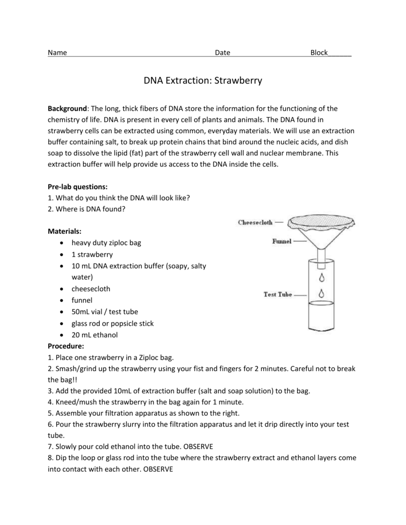 DNA Extraction Lab Throughout Strawberry Dna Extraction  Lab Worksheet