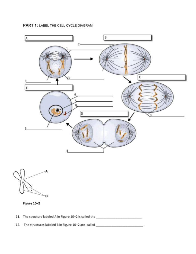 42 cell cycle diagram blank