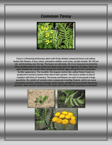 Common Tansy - Johnson County Weed & Pest