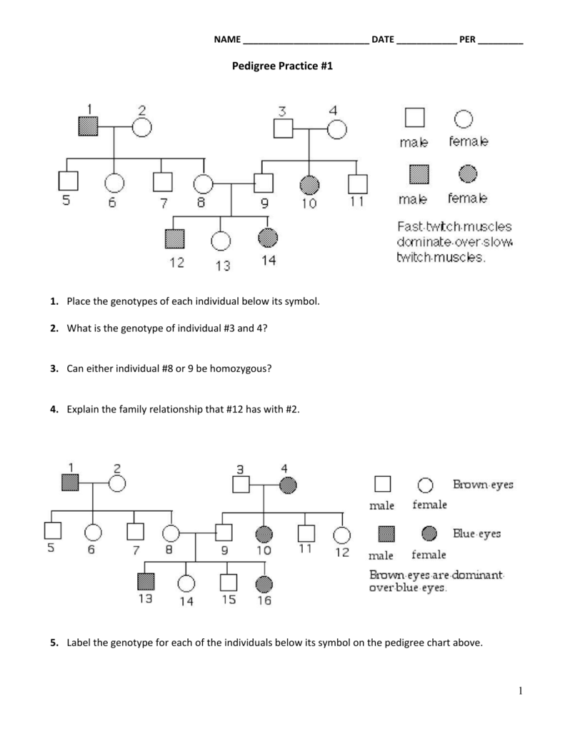 How To Label A Pedigree Chart