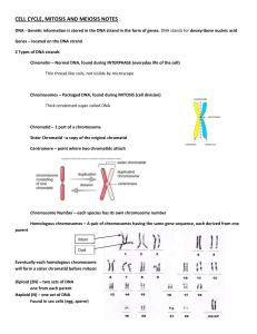 mitosis and meiosis notes
