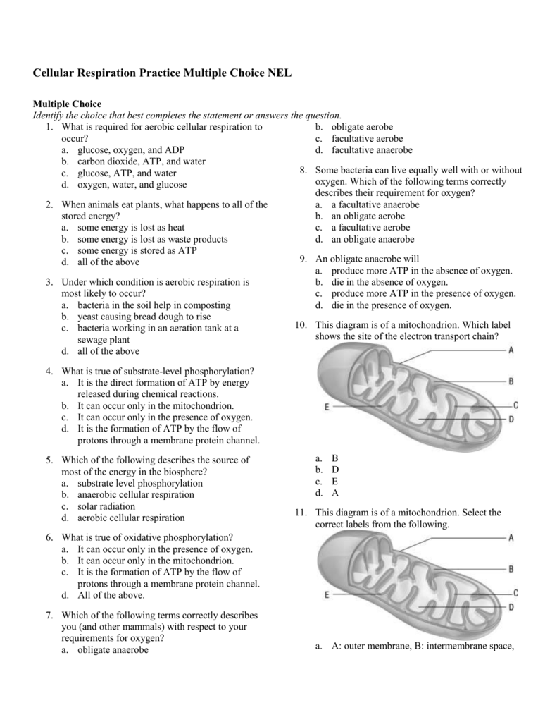 photosynthesis-and-cellular-respiration-worksheet-answers-try-this-sheet