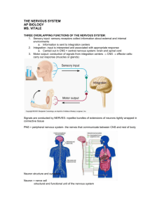 THE NERVOUS SYSTEM AP BIOLOGY MS. VITALE THREE