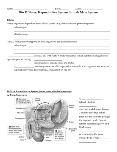 1 – intro and male system handout