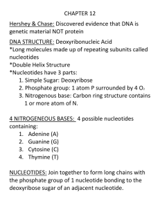 nucleotides - TeacherWeb
