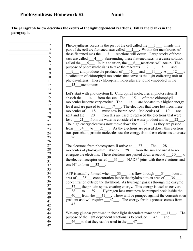 photosynthesis homework #2