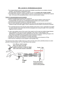 2801 – Lecture 14 – The Neuromuscular Junction The synapse