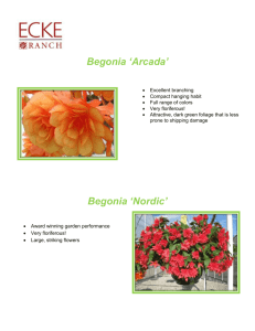 Arcada & Nordic Begonia Culture Tips