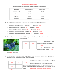Genetics Test Review KEY Butterfly Genetics – Use the following