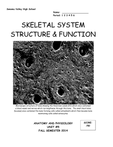 Skeletal System UDS and lab pk 9th ed 2014
