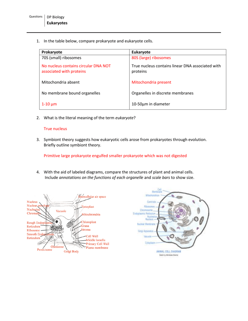 Digicollect: Eukaryotic Cell Structure Worksheet Answers