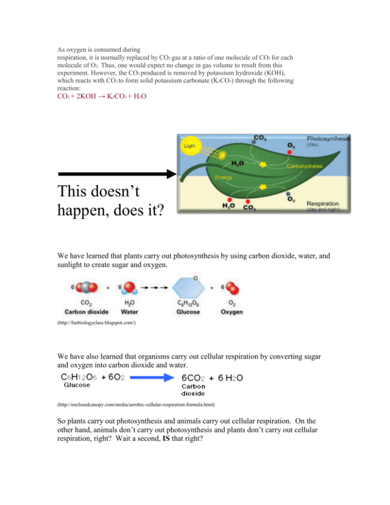 Cellular Respiration in plants