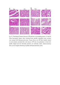 Fig. S1. Histological features between CPP and their corresponding