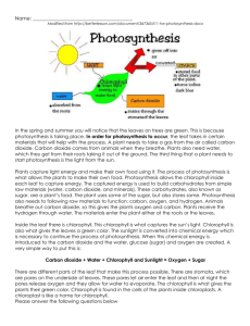 Photosynthesis and Cellular Respiration worksheet