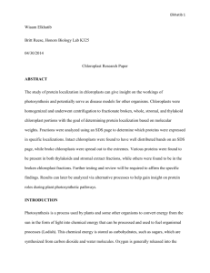 Chloroplast Experimental Paper