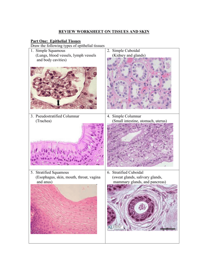 Answers to Review Worksheet on Tissue and Skin Throughout Types Of Tissues Worksheet