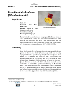 Kelso Creek monkeyflower