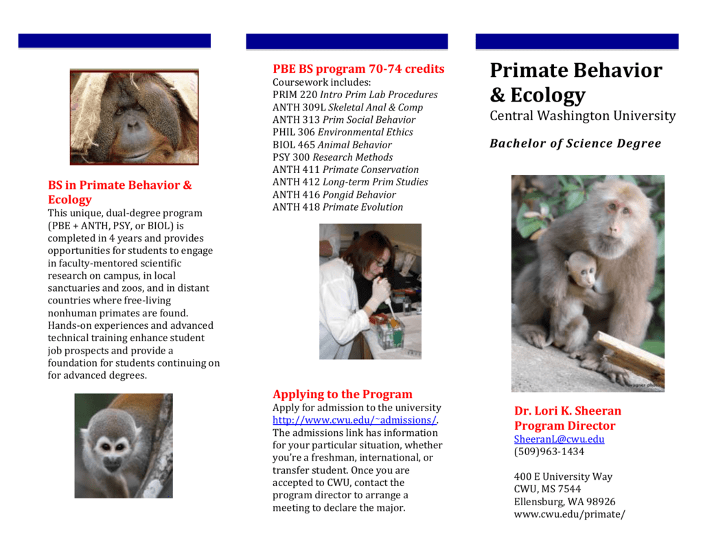 primate social behavior