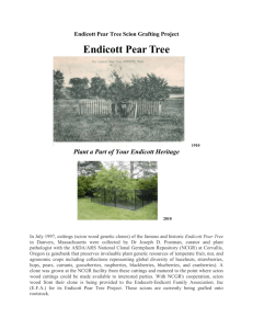 Endicott Pear Tree Scion Wood Cutting Project - Endecott