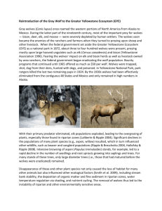 Reintroduction of the Gray Wolf to the Greater Yellowstone Ecosystem