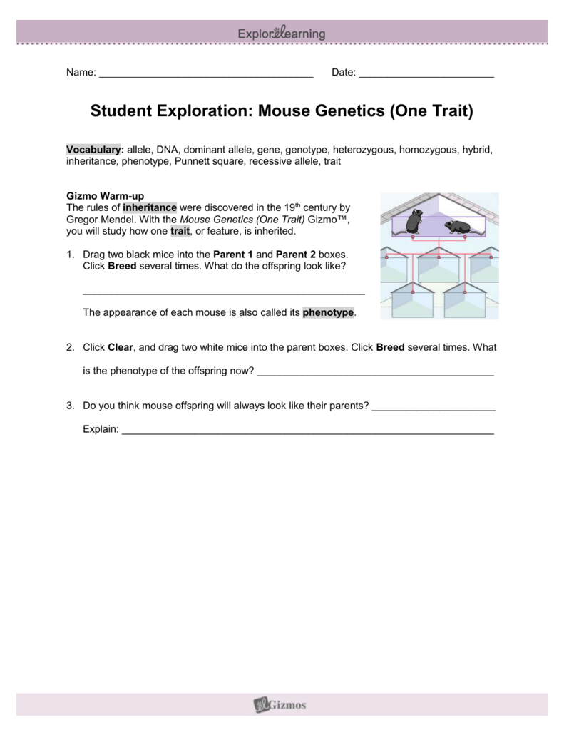 Student Exploration Mouse Genetics One Trait