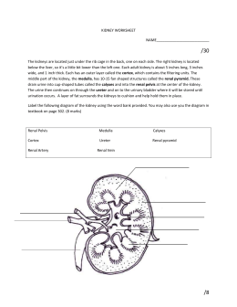 Intro to Urinary System worksheet