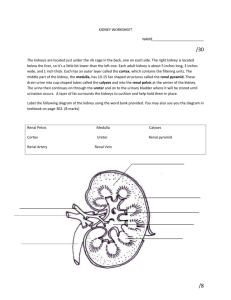 kidney and nephron diagram - Westgate Mennonite Collegiate