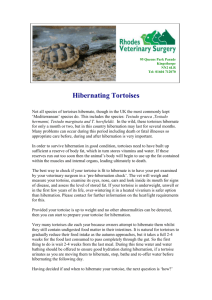 Hibernating_tortoises - rhodes-vets