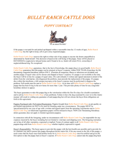 File - Bullet Ranch Cattle Dogs