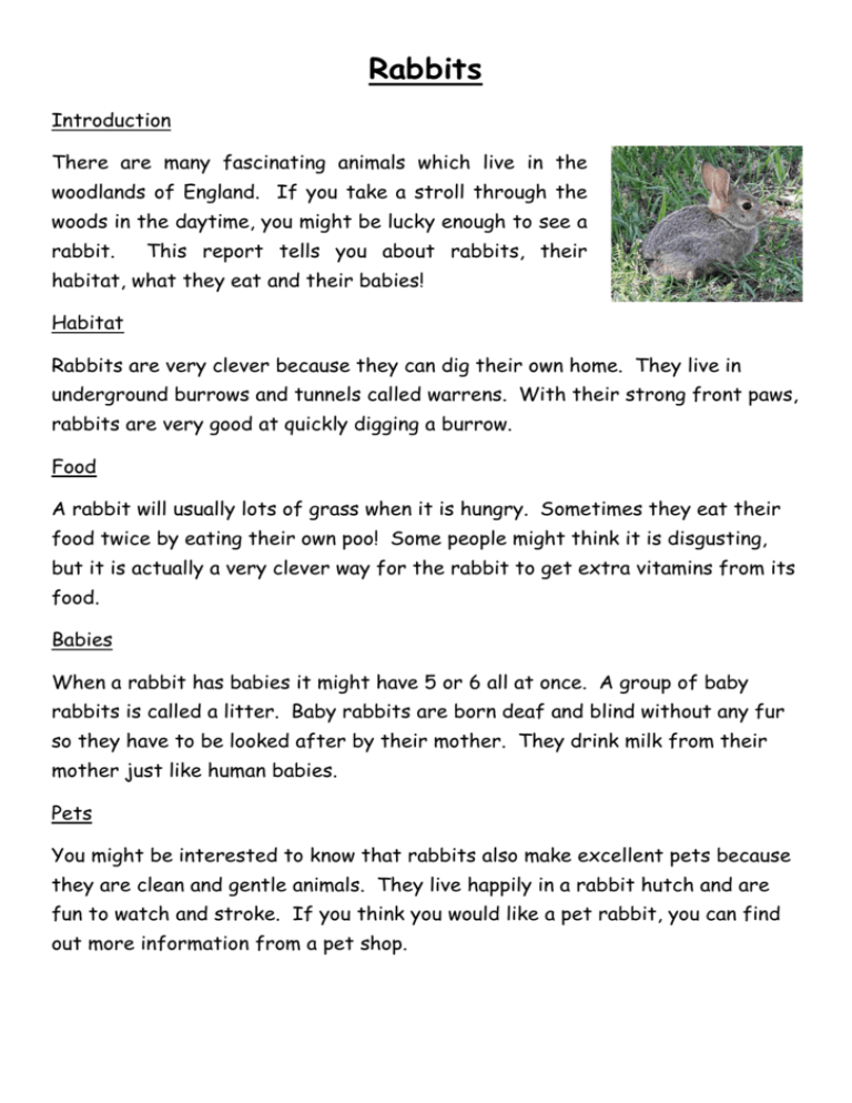 rabbits non chronological report how to write handing over duty