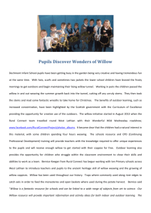 Pupils Discover Wonders of Willow