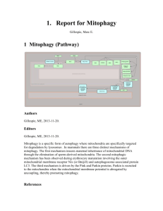 Mitophagy_20140721
