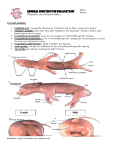 Pig terms with PICS *COLOR