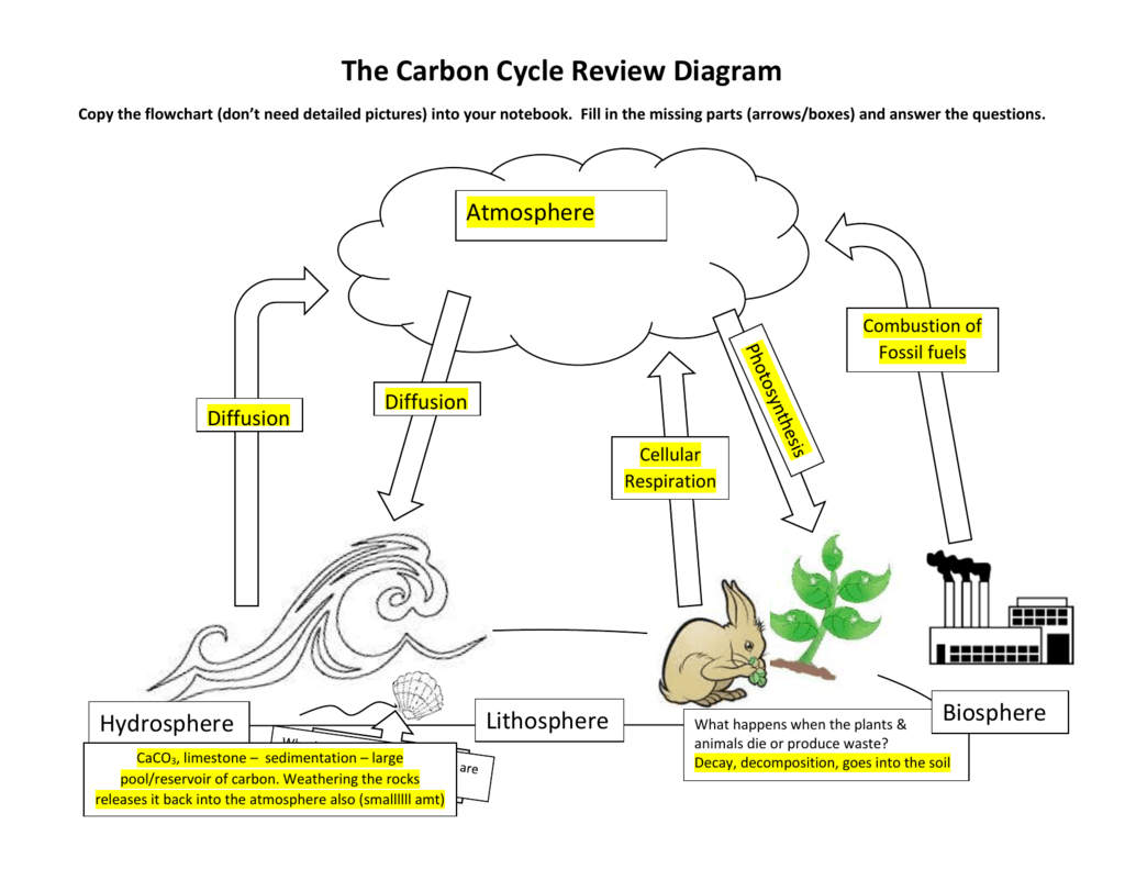 Carbon Cycle Flow Chart