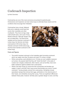 Cockroaches are one of the most commonly encountered household
