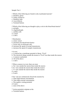 Nerve Signals Worksheet Answers