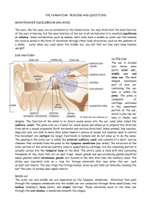 THE HUMAN EAR: READING AND QUESTIONS