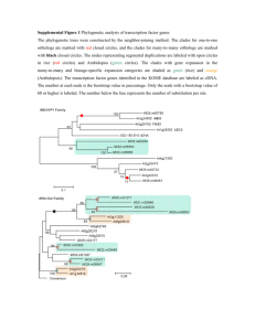 Supplemental Figure 1 Phylogenetic analysis of transcription factor