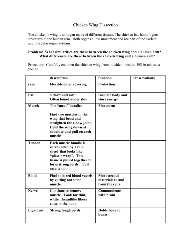 Chicken Wing Dissection Table Answers All About Image HD