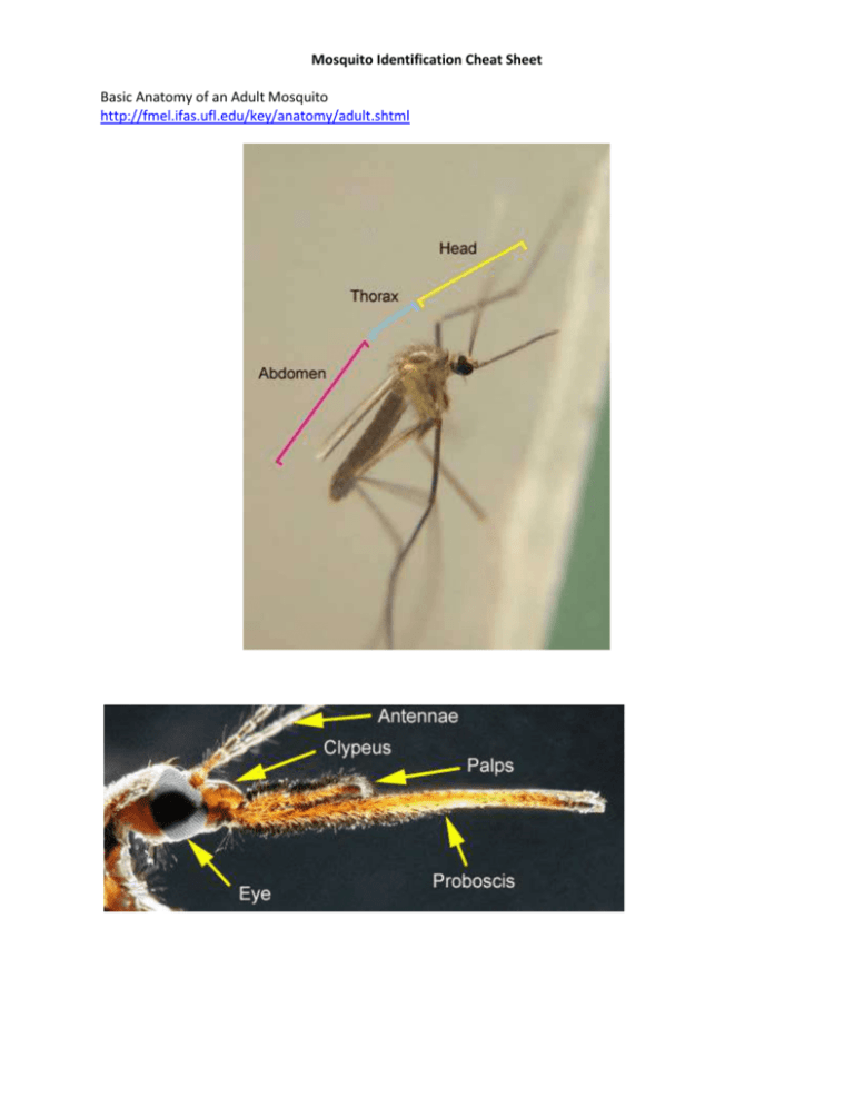 Mosquito Identification Anopheles Culex Culiseta Guide