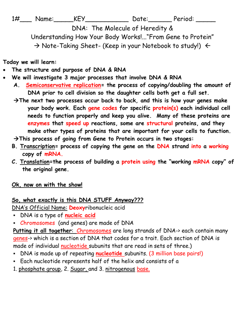 33 Dna The Molecule Of Heredity Worksheet Key Support Worksheet
