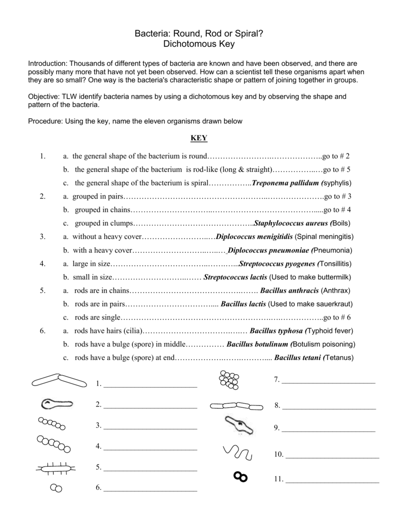 Bacteria dichotomous key Regarding Dichotomous Key Worksheet Middle School